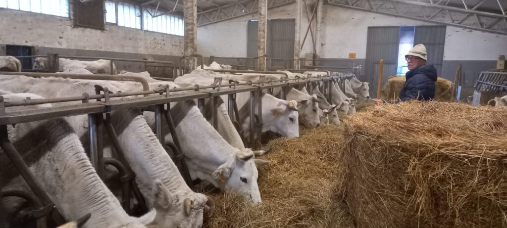 Vacche Chianine in stalla, Azienda Agricola Le Comunaglie