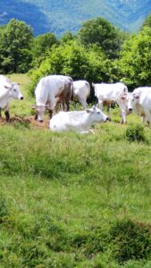 Vacche chianine al pascolo, Allevamento Val d'Ozola, Cinquecerri di Ligonchio